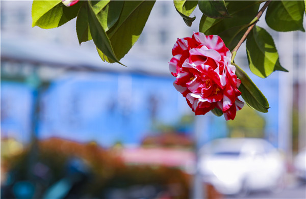 春暖花開，等你歸來——邀你云賞南新春景，以慰思念