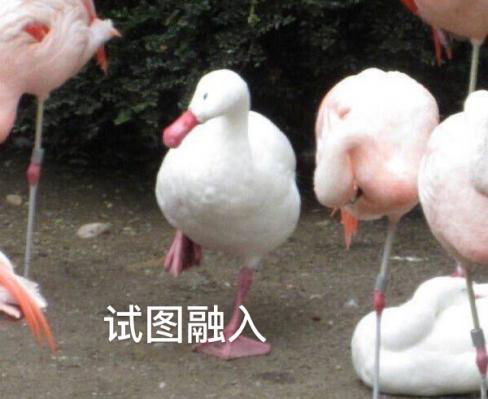 新華互聯(lián)網(wǎng)科技正式入駐Bilibili！會摩擦出什么樣火花呢？